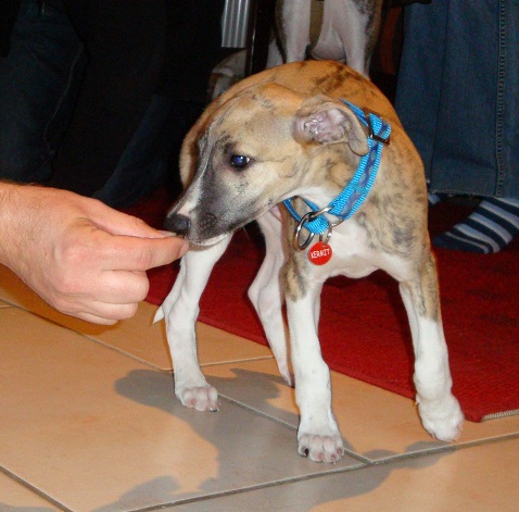 Whippetwelpe Kermit bei seiner allerersten Dogdance Stunde