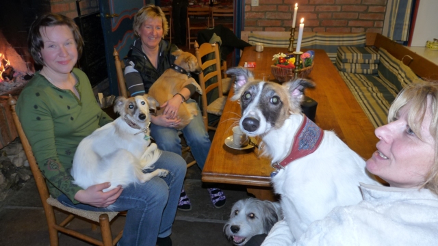 Silken Windsprite sind Schoßhunde ;D