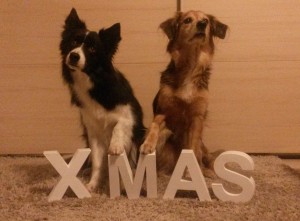 Xmas Citydogs